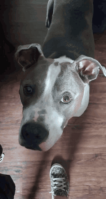 a close up of a dog 's face with a person 's foot in the foreground