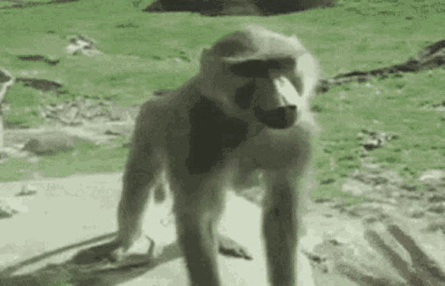 a baboon wearing sunglasses and a bow tie is standing on a rock in a field .
