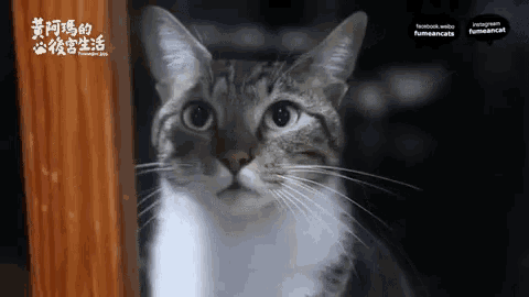 a close up of a cat looking at the camera with facebook and instagram written on the bottom right