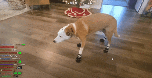 a dog wearing a pair of black boots is standing on a wooden floor