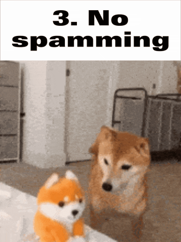 a dog standing next to a stuffed animal with the words " no spamming " on the bottom