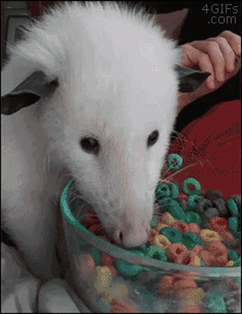 Cornflakes Opossum GIF - Cornflakes Opossum Cereal GIFs