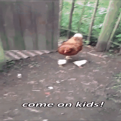 Filming Chickens GIF - Chicks Farm Angry GIFs