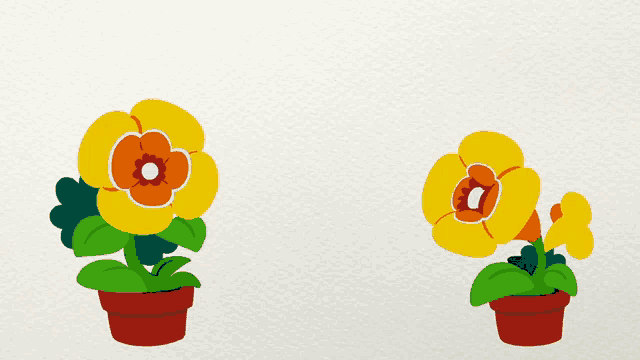 two potted flowers with yellow and orange petals