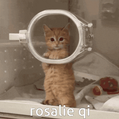 a kitten is standing in a clear container with the words rosalie qi written below it