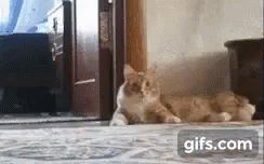 Afraid Cat GIF - Afraid Cat Funny Animals GIFs