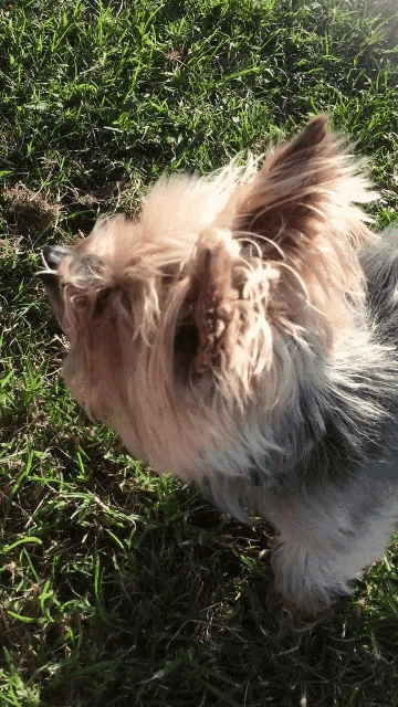 a small dog laying in the grass with its ears spread out