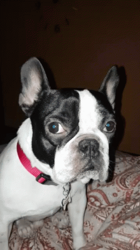 Dogs Looking At You GIF - Dogs Looking At You Pets GIFs
