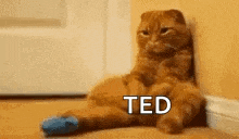a cat with a blue bandage on its leg is sitting next to a wall .