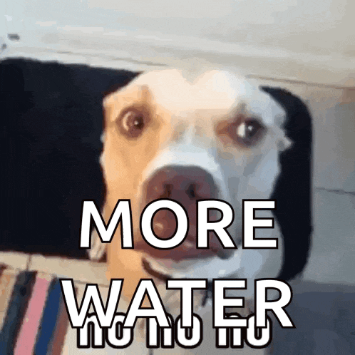 a close up of a dog with the words more water written above it