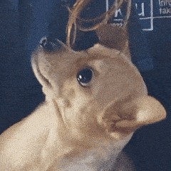 a close up of a dog making a funny face with its mouth wide open .