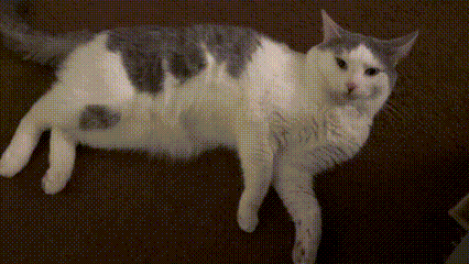 a gray and white cat is laying on its back on a couch