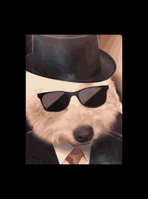 a dog wearing a top hat and sunglasses looks like a gentleman