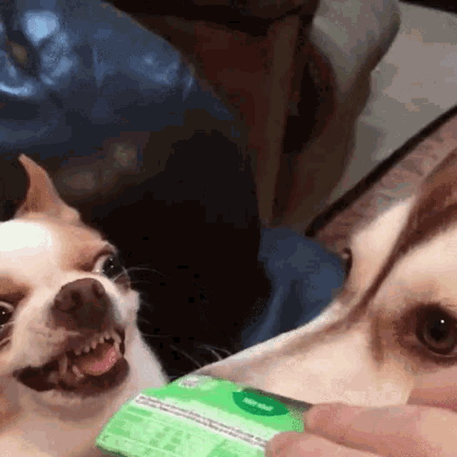 Chihuahua Excited GIF - Chihuahua Excited Licking Nose GIFs