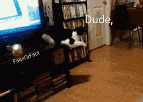 Cats Turn The Volume Down GIF - Cats Turn The Volume Down Cute GIFs