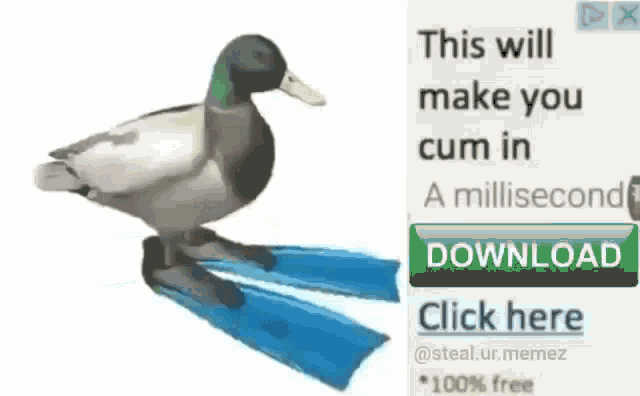 a picture of a duck with blue flippers next to an ad that says " this will make you cum in a millisecond "