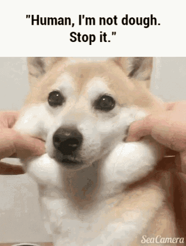 Shiba Inu Dog GIF - Shiba Inu Dog Stop GIFs