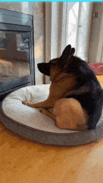 a german shepherd dog laying on a dog bed