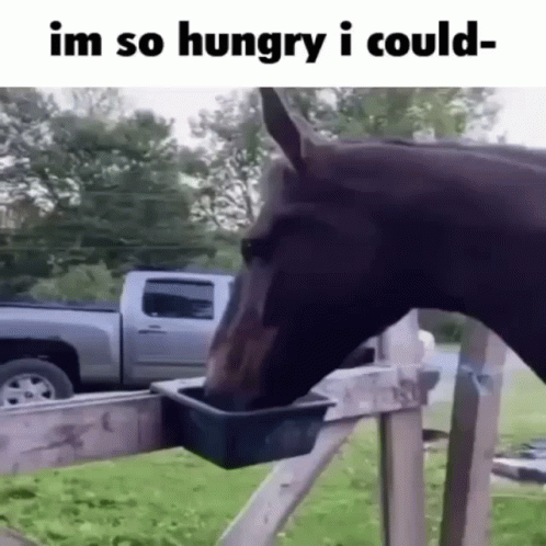 Im So Hungry I Could Eat A Whole Horse Meme GIF - Im So Hungry I Could Eat A Whole Horse Meme GIFs