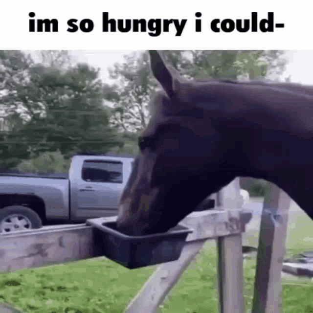 a horse is drinking water from a bucket attached to a wooden fence .