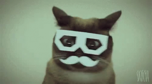 No Don'T Do It Says The Strangely Costumed Cat GIF - No Dontdoit Scared GIFs