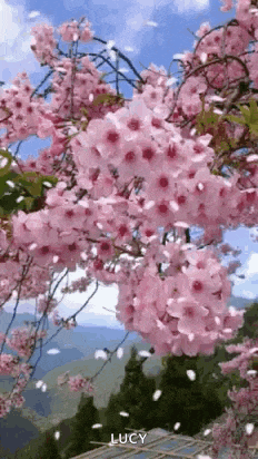 the petals are falling from the cherry blossom tree