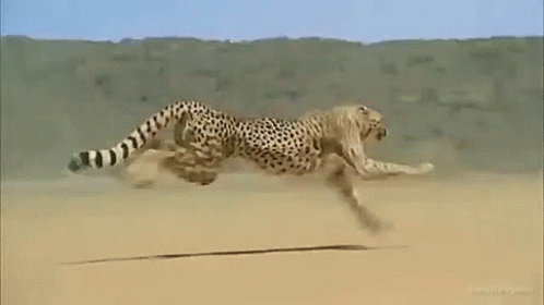 Unimpressed Cheetah GIF - Unimpressed Cheetah GIFs