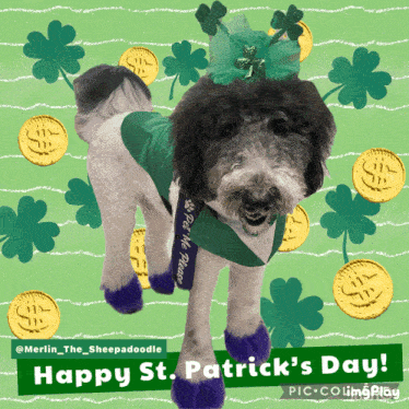 a dog wearing purple socks and a green sash says happy st. patrick 's day on the bottom