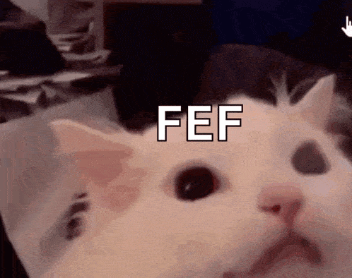 a close up of a cat 's face with the word fef on it .