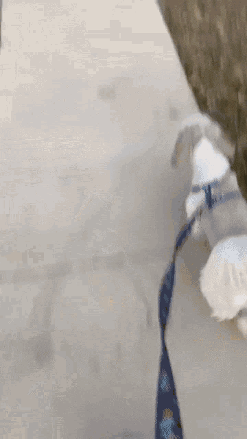 a dog on a leash walking down a sidewalk wearing a shirt that says ' i love you ' on it