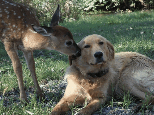 a dog and a deer are laying in the grass together