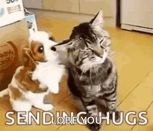 a cat and a dog are hugging each other in a kitchen .