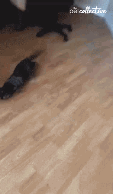Running The Pet Collective GIF - Running The Pet Collective Whoops GIFs