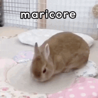 a small brown rabbit is sitting on a pillow with the word maricore written on it .