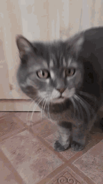 a gray cat is standing on a tiled floor looking at the camera