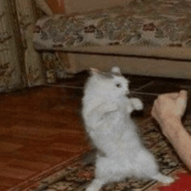 a white cat is standing on its hind legs in a living room .