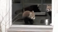 Scary Shocked GIF - Scary Shocked Red Pandas GIFs