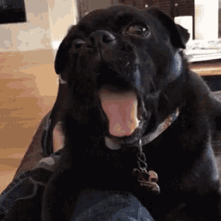 a black dog with its tongue hanging out is sitting on a couch with a person 's leg