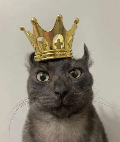 King Cat GIF - King Cat King Cat GIFs