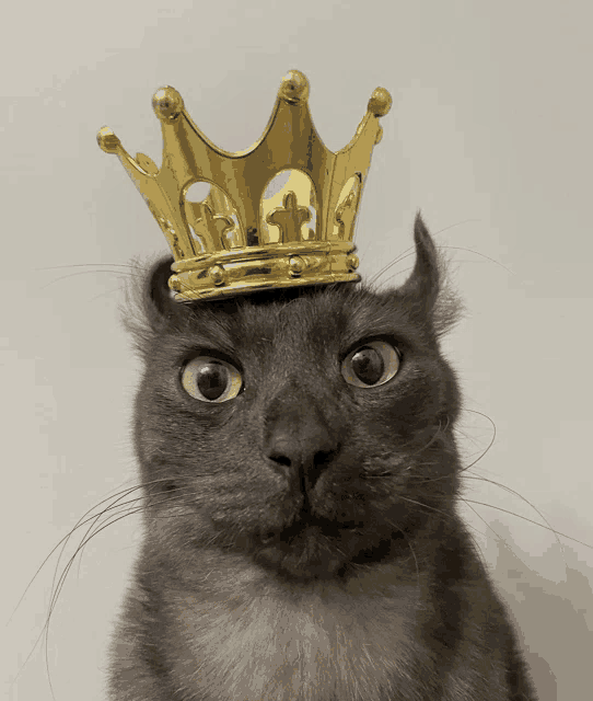 a cat with a gold crown on its head looks surprised