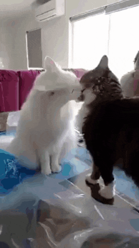 two cats are standing next to each other in a living room .