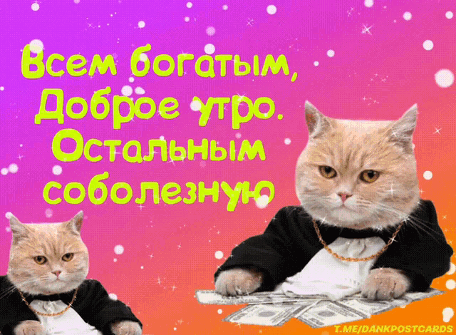 a cat in a tuxedo sits on a pile of money on a purple and orange background