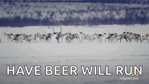 Red Deers Primal Survivors GIF - Red Deers Primal Survivors A Herd Of Deers GIFs