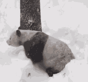 Panda Funny Animals GIF - Panda Funny Animals Snow Day GIFs
