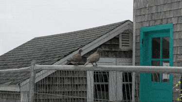 two pigeons are perched on a metal fence in front of a building with a blue door