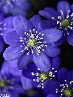 a bunch of blue flowers with a green center and the name acbka on the bottom right