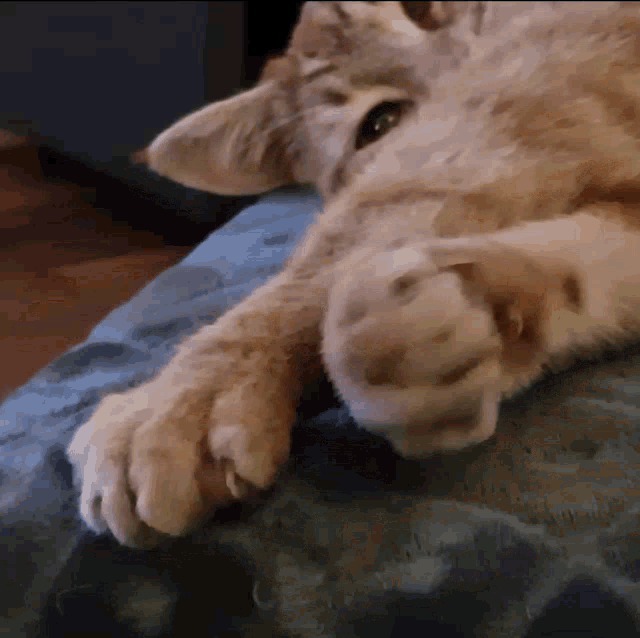 Ollie Cat GIF - Ollie Cat Paw Power GIFs
