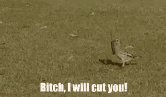 a bird is standing in the grass with the words `` bitch , i will cut you '' written next to it .