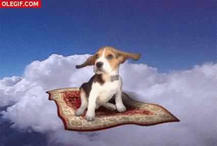 Beagle Flying GIF - Beagle Flying Flying Carpet GIFs