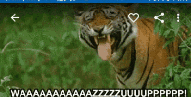 a picture of a tiger with its tongue hanging out and the caption waaaa